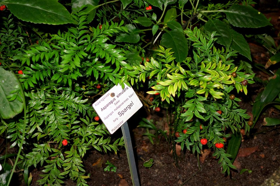 Asparagus simulans - Botanischer Garten, Dresden, Germany - DSC08578