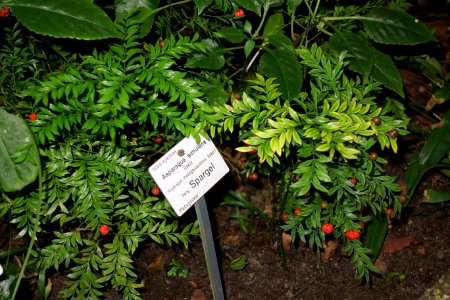 Asparagus simulans - Botanischer Garten, Dresden, Germany - DSC08578