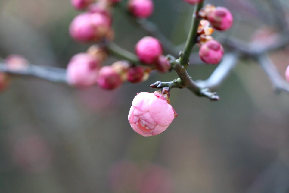 Chinese new year winter bud want to put