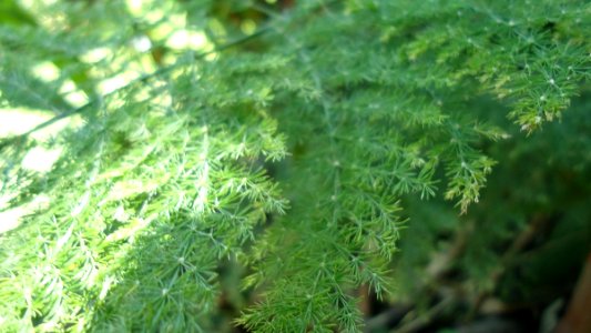 Asparagus setaceus