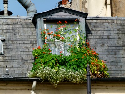 Balcon rue Saint-Julien le Pauvre - Paris photo