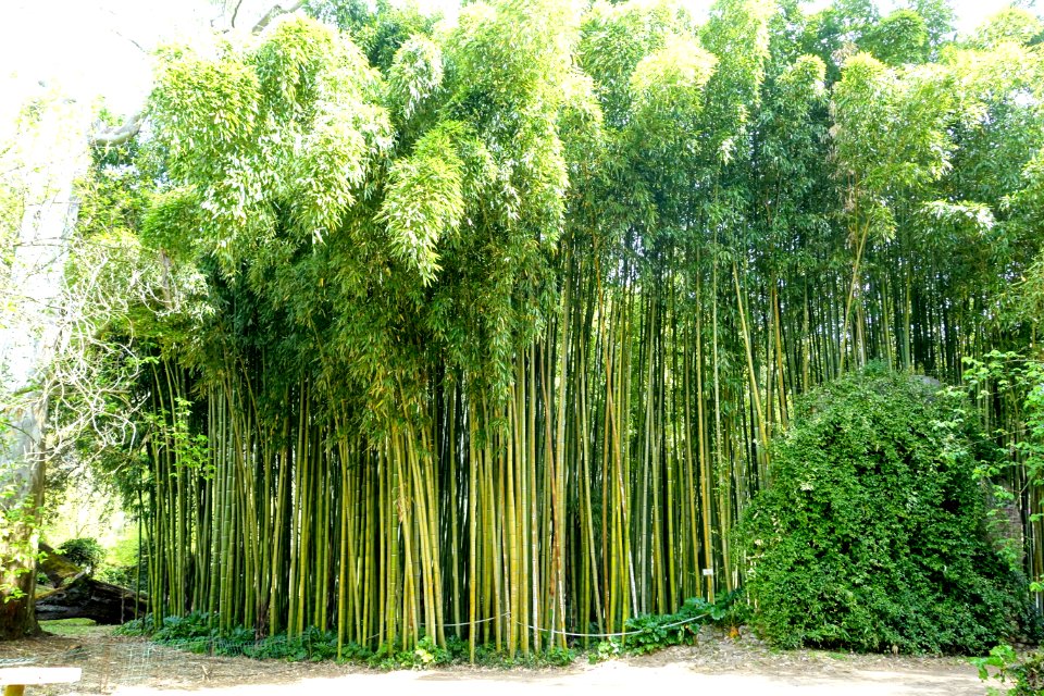 Bamboo - Giardino di Ninfa, Italy - DSC03133