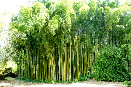 Bamboo - Giardino di Ninfa, Italy - DSC03133 photo