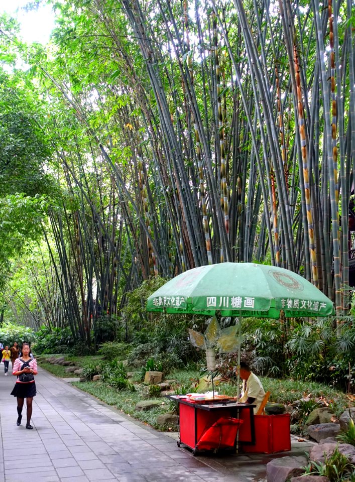 Bamboo with walkway - Wangjianglou Park - Chengdu, China - DSC05757