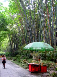 Bamboo with walkway - Wangjianglou Park - Chengdu, China - DSC05757