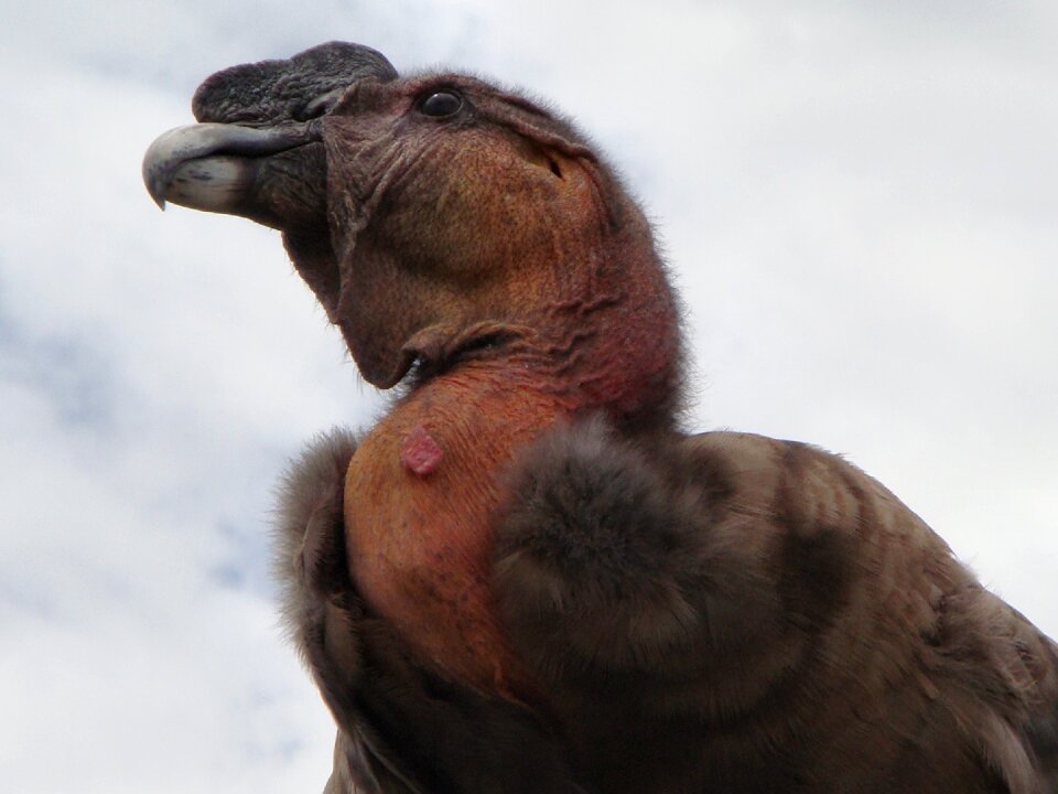 Beak predator scavenger