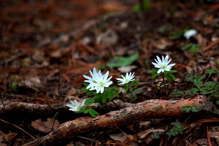 The pheasant's wind flower in the forest mountain photo