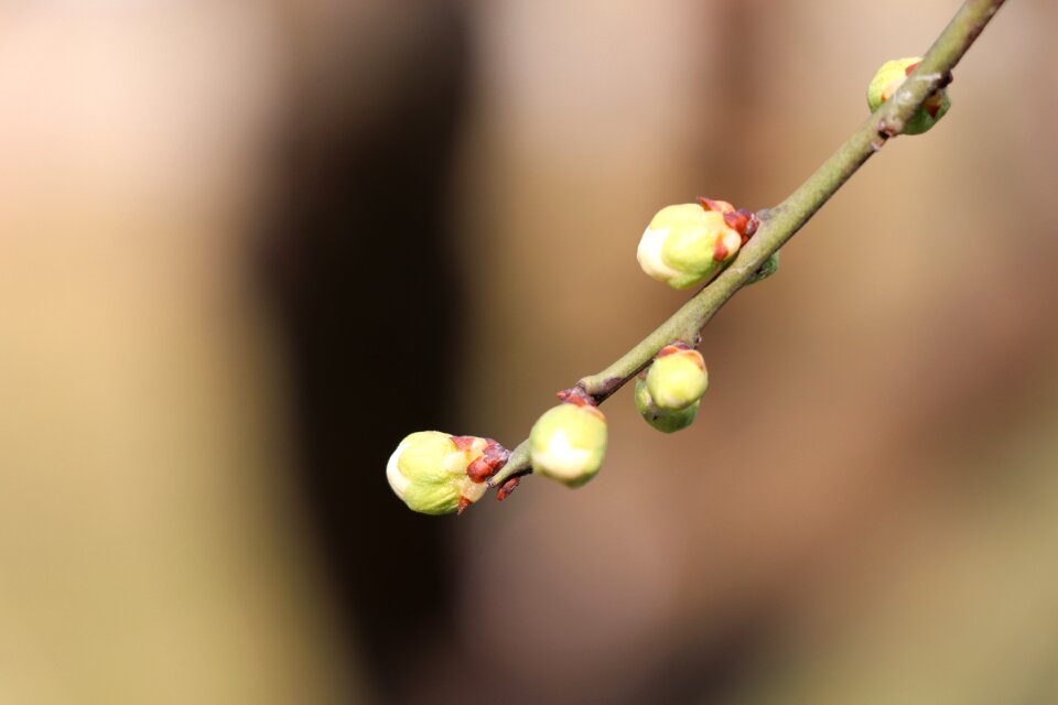 Plum blossom winter bud
