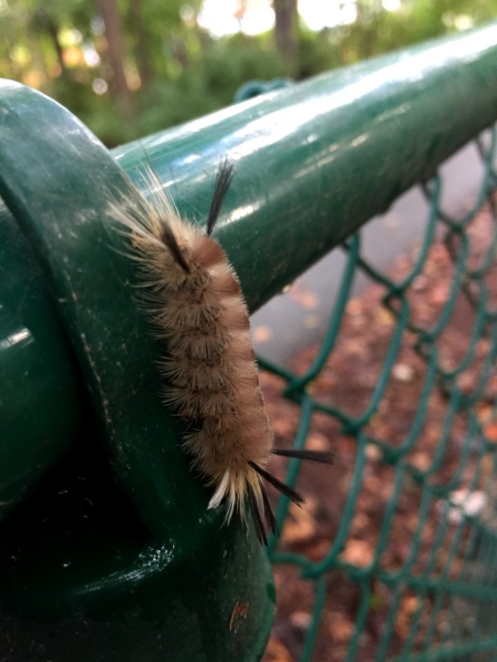Banded Tussock Moth Durham NC