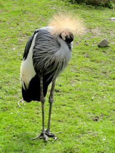 Balearica regulorum - Copenhagen Zoo - DSC09048