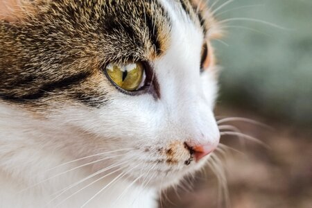 Feline animal eye photo
