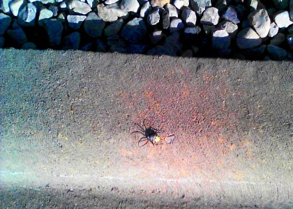 Banded garden spider