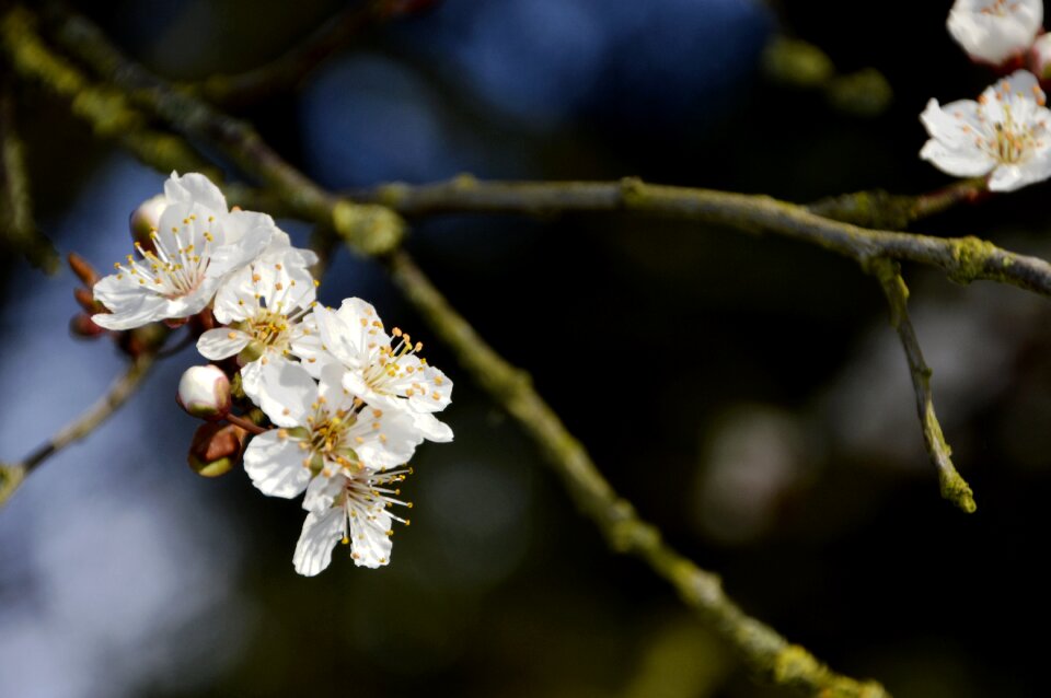 Flower plant nature
