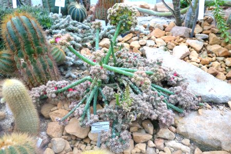 Austrocylindropuntia salmiana - Botanischer Garten, Dresden, Germany - DSC08824
