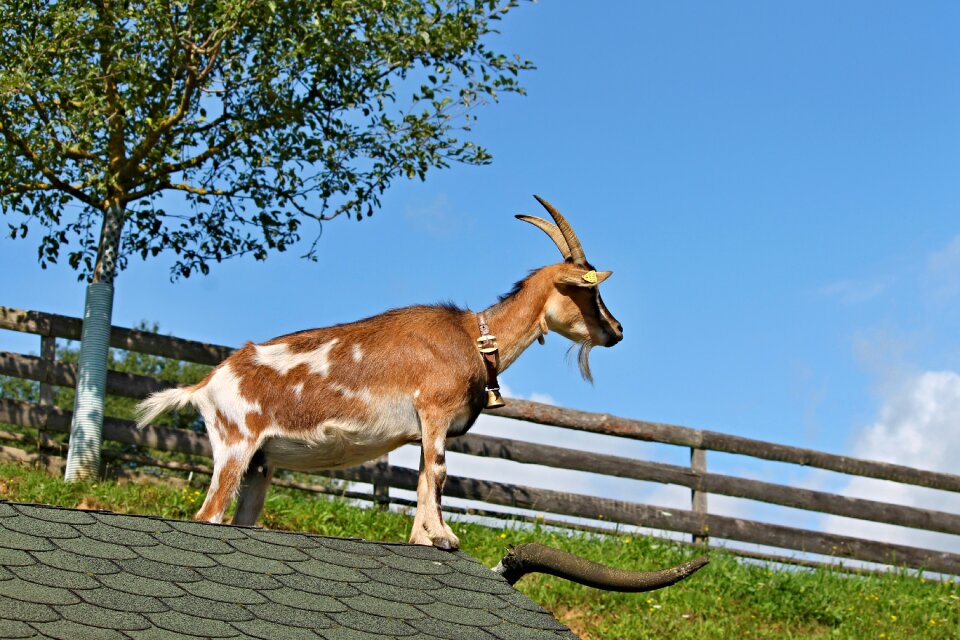 Pet log cabin stand photo