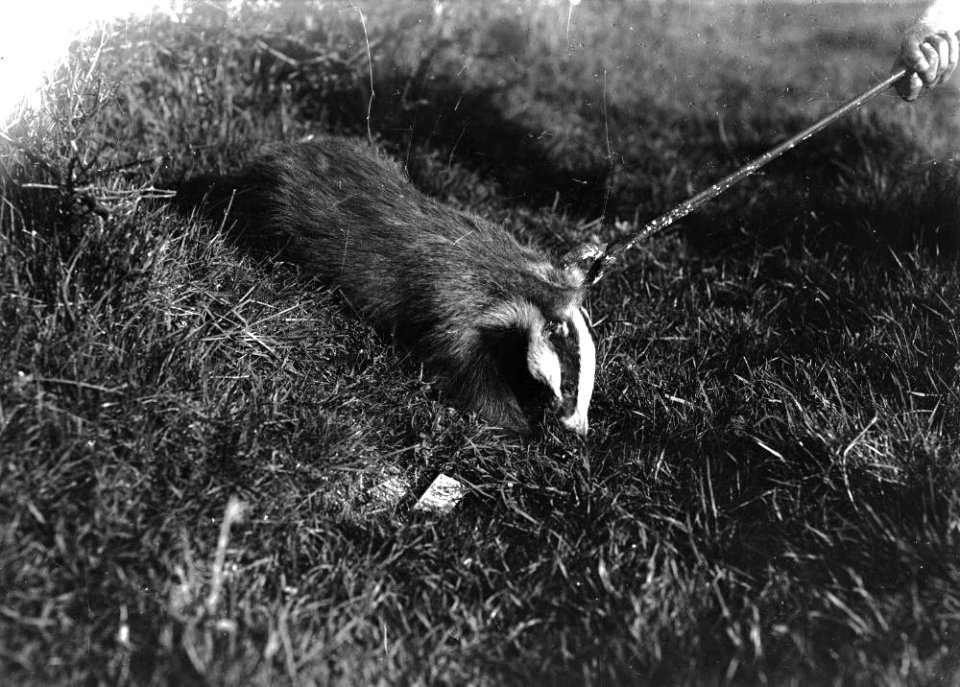 Badger (1295050)