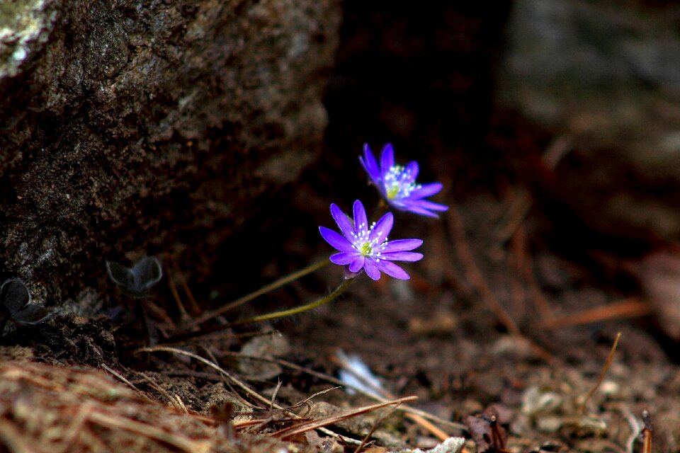 My ass flowers spring