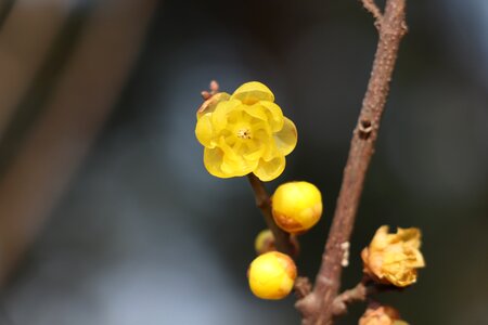 Chinese new year winter close-up