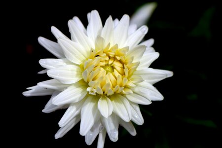 Nature macro belvedere