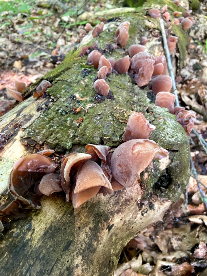 Auricularia auricula-judae 78502299