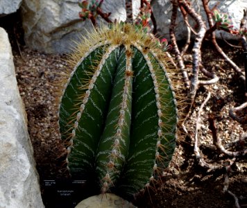 Astrophytum ornatum - Kew Gardens