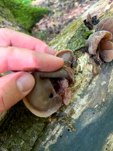 Auricularia auricula-judae 78502324