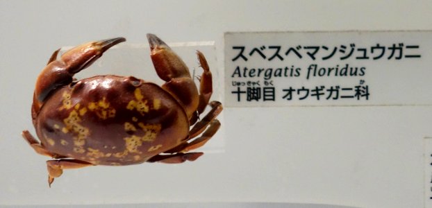 Atergatis floridus - National Museum of Nature and Science, Tokyo - DSC07549-002