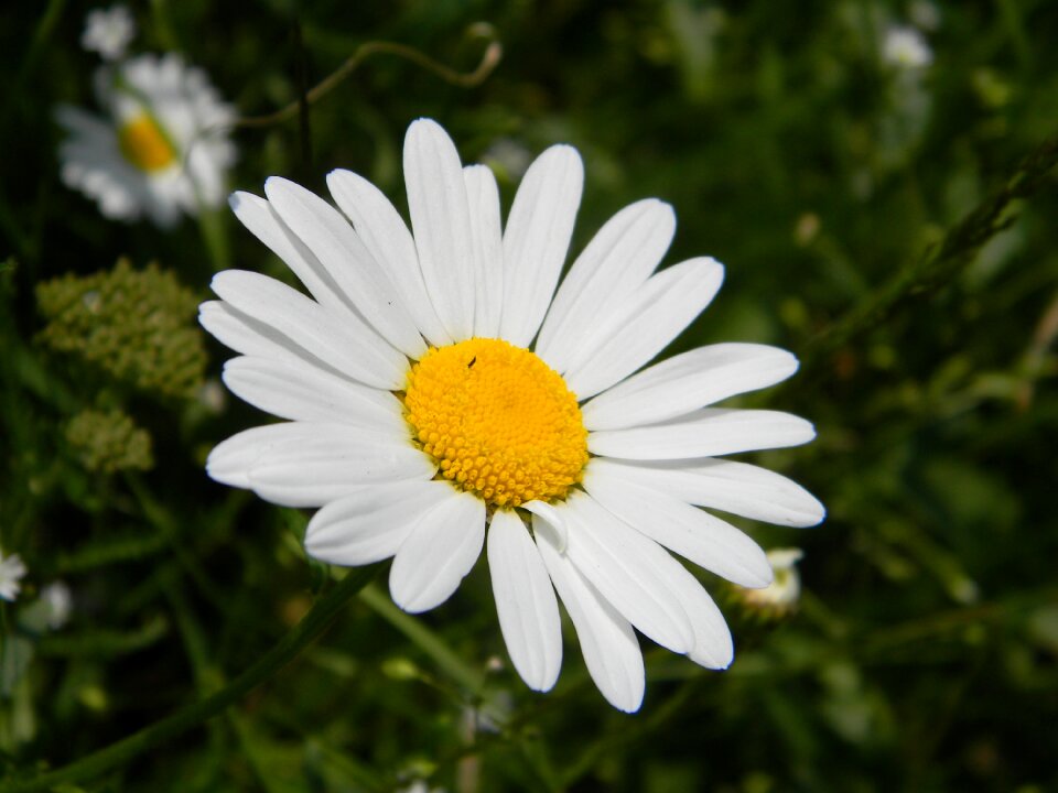 White nature plant