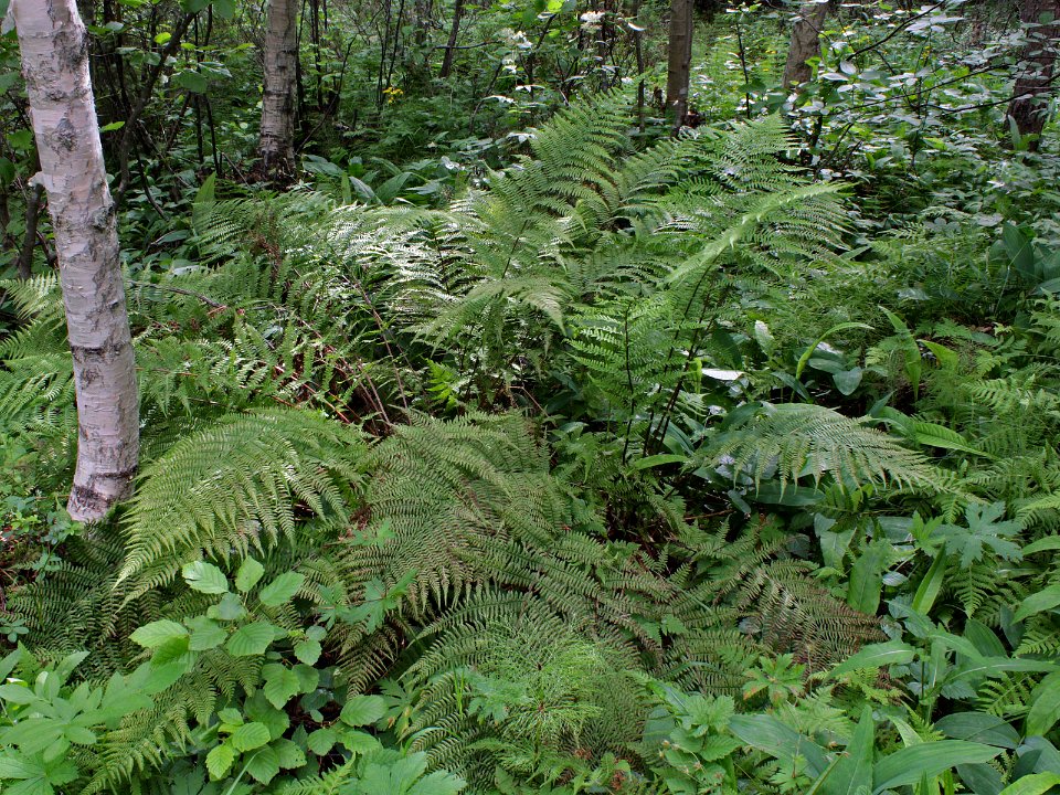 Athyrium filix-femina Kemi, Finland 15.07.2013