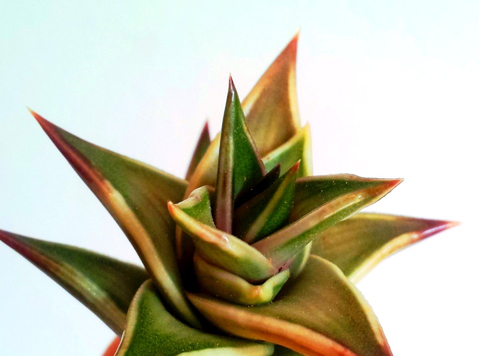 Astroloba robusta rosette 6
