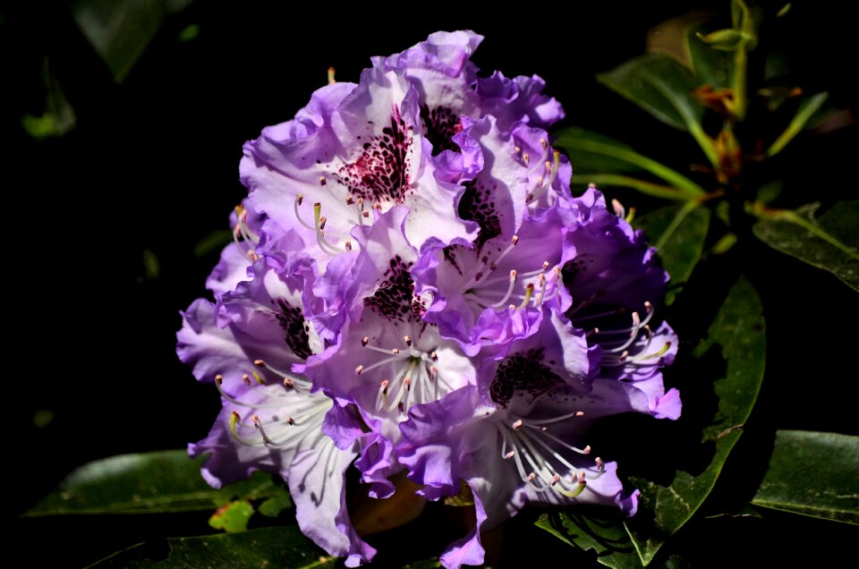 Sheet petal color