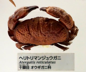 Atergatis reticulatus - National Museum of Nature and Science, Tokyo - DSC07549