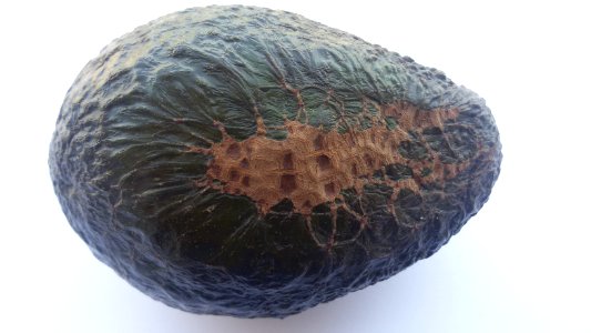 Avocado scab 2016 A2