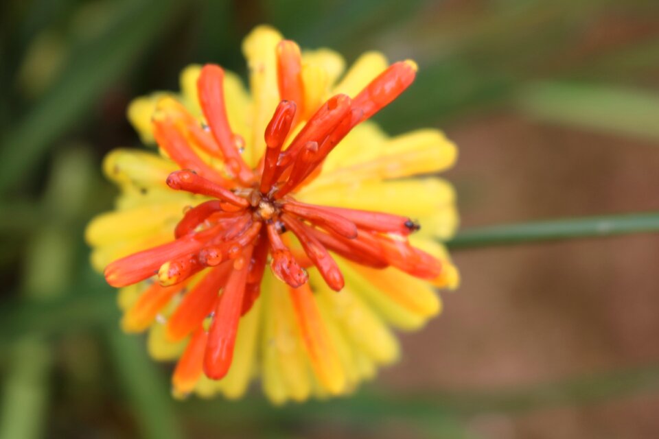 Nature macro belvedere
