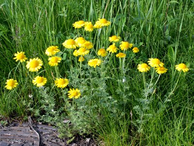 Anthemis tinctoria Oulu, Finland 29.06.2013