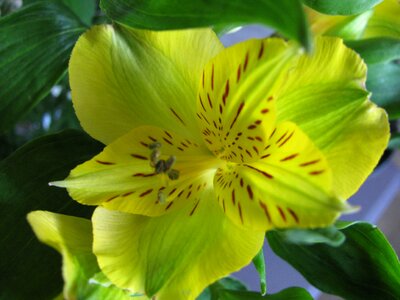Flower iris yellow photo