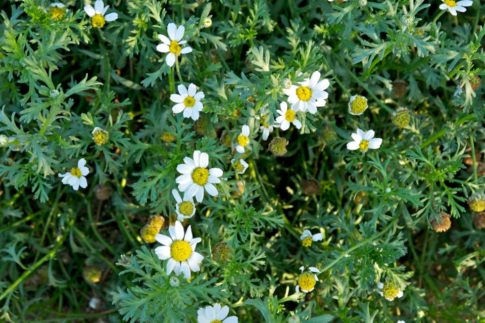 Anthemis maritima L. JdP