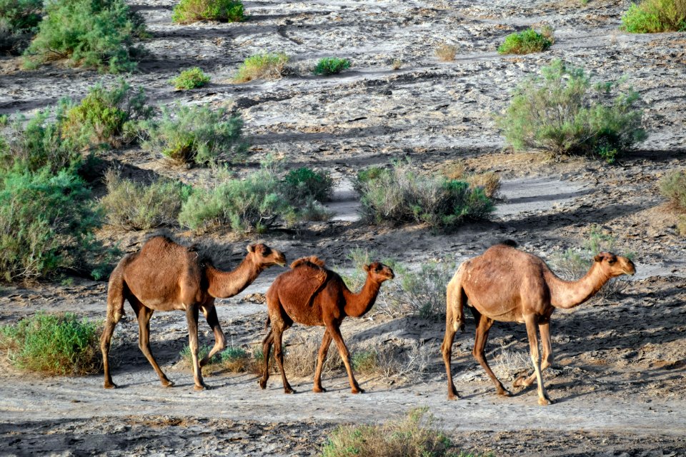 Animals of Iran - Kavir National Park - Qom Province - Deir-e Gachin Caravansarai 20