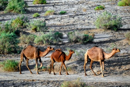 Animals of Iran - Kavir National Park - Qom Province - Deir-e Gachin Caravansarai 20