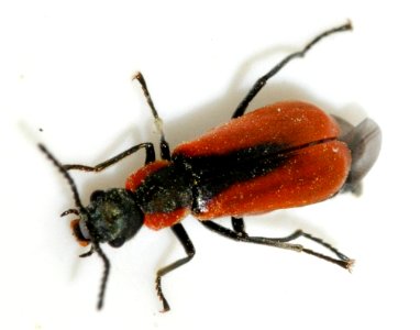 Anthocomus-rufus-03-fws