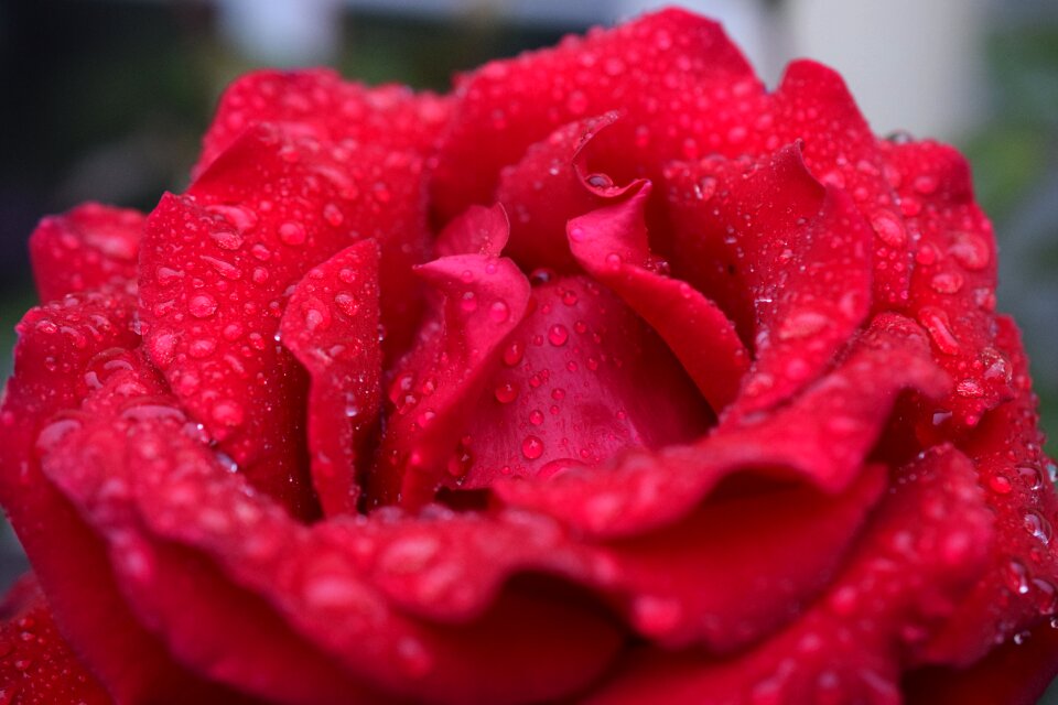 Bloom rose blooms rose bloom