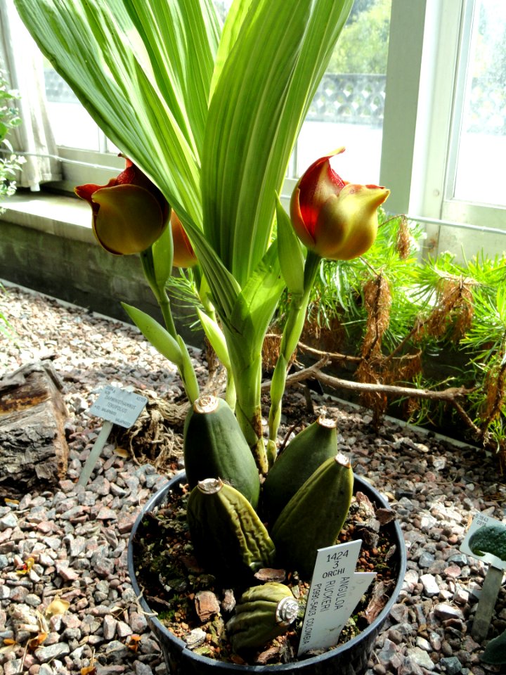 Anguloa × ruckeri - Copenhagen Botanical Garden - DSC07406