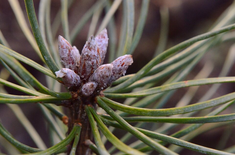 Needle plant evergreen