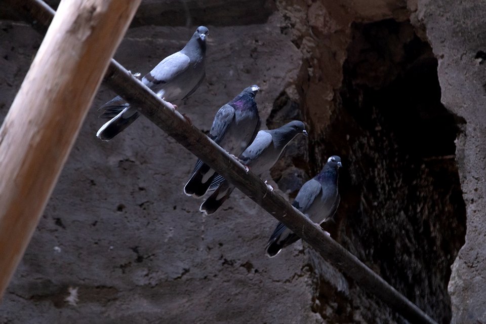 Animals of Iran - Kavir National Park - Qom Province - Deir-e Gachin Caravansarai 12