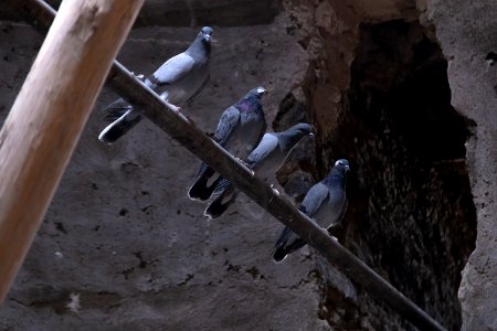 Animals of Iran - Kavir National Park - Qom Province - Deir-e Gachin Caravansarai 12