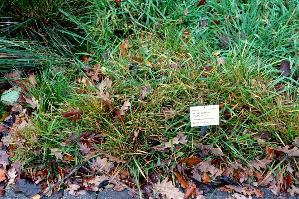Anthoxanthum odoratum - Botanischer Garten - Heidelberg, Germany - DSC00870