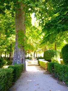 Aranjuez - Real Sitio, Jardín de la Isla 16