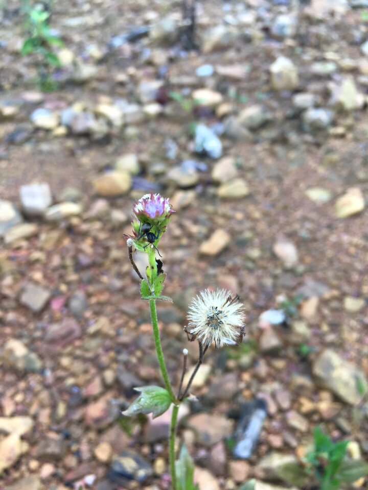 Ant dandelion close-up
