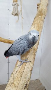 Leonie the grey