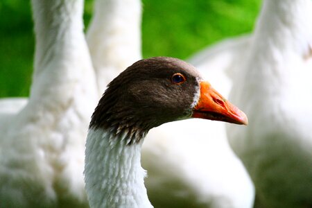 Bill geese poultry photo